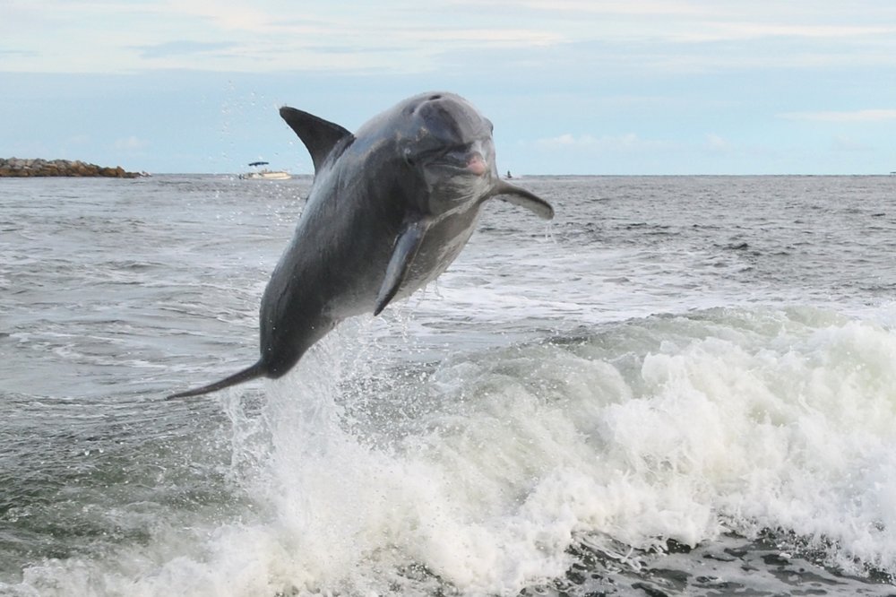 Panama City Beach Dolphin Swim